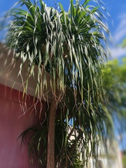 Beaucarnea