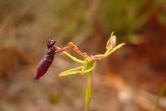 Drakaea