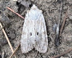 Lithophane patefacta