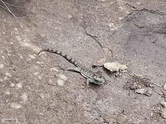 Pseudocordylus subviridis