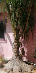 Beaucarnea