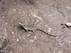 Pseudocordylus subviridis