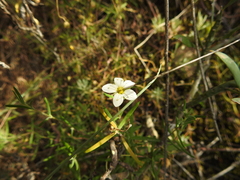 Arenaria montana