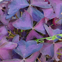 Oxalis triangularis