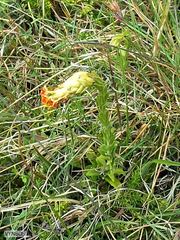 Glumicalyx goseloides