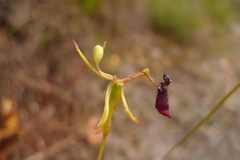 Drakaea