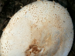 Amanita daucipes image