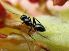 Camponotus werthi