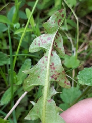 Ramularia inaequalis