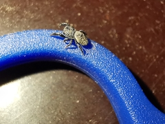 Sibianor aurocinctus