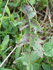 Ramularia inaequalis