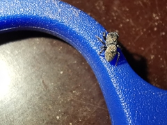 Sibianor aurocinctus