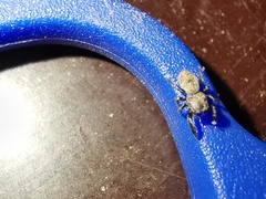 Sibianor aurocinctus