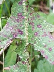 Ramularia inaequalis