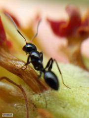Camponotus werthi