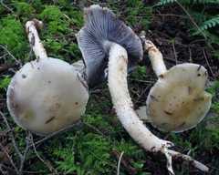 Stropharia subcaperata