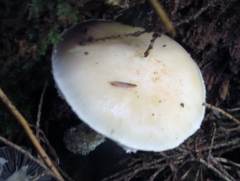 Stropharia subcaperata