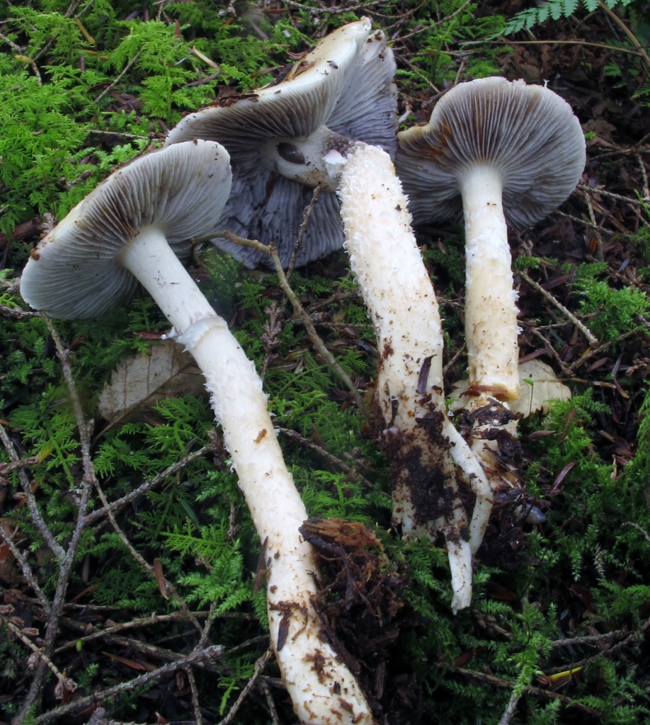 Stropharia subcaperata