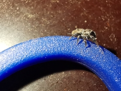 Sibianor aurocinctus