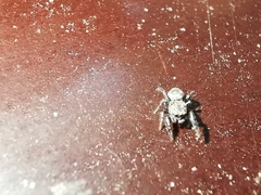 Sibianor aurocinctus