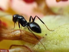 Camponotus werthi