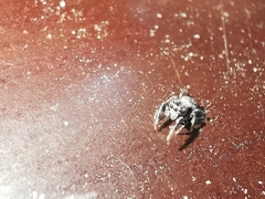 Sibianor aurocinctus