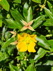 Ludwigia elegans