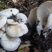 Clustered Clitocybe - Photo (c) mycowalt, some rights reserved (CC BY-SA), uploaded by mycowalt