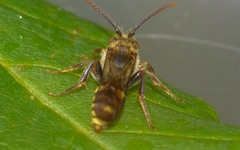 Nomada flava