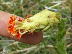 Glumicalyx goseloides