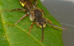 Nomada flava