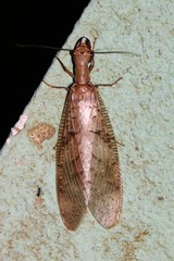 Corydalus flavicornis