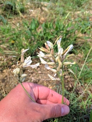 Astragalus pallescens