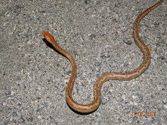 Thamnodynastes sertanejo