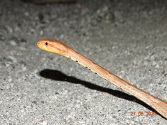 Thamnodynastes sertanejo