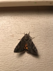 Catocala micronympha