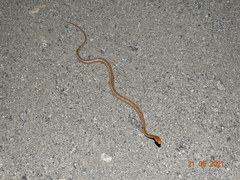 Thamnodynastes sertanejo