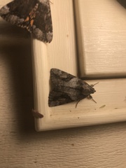 Catocala micronympha