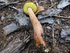Aureoboletus projectellus