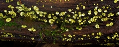 Chlorosplenium