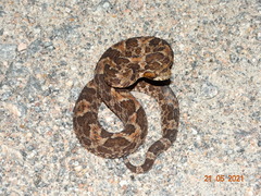 Bothrops erythromelas