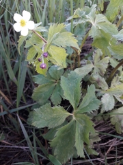 Ranunculus aconitifolius