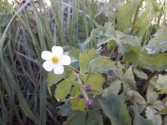 Ranunculus aconitifolius