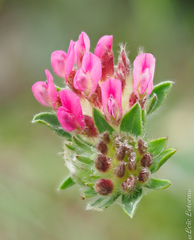 Anthyllis vulneraria rubriflora