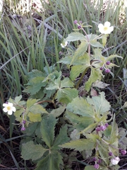 Ranunculus aconitifolius