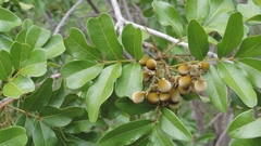 Zanha africana