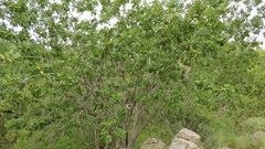 Zanha africana