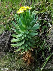 Euryops evansii