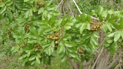 Zanha africana