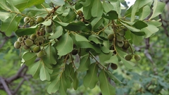 Zanha africana